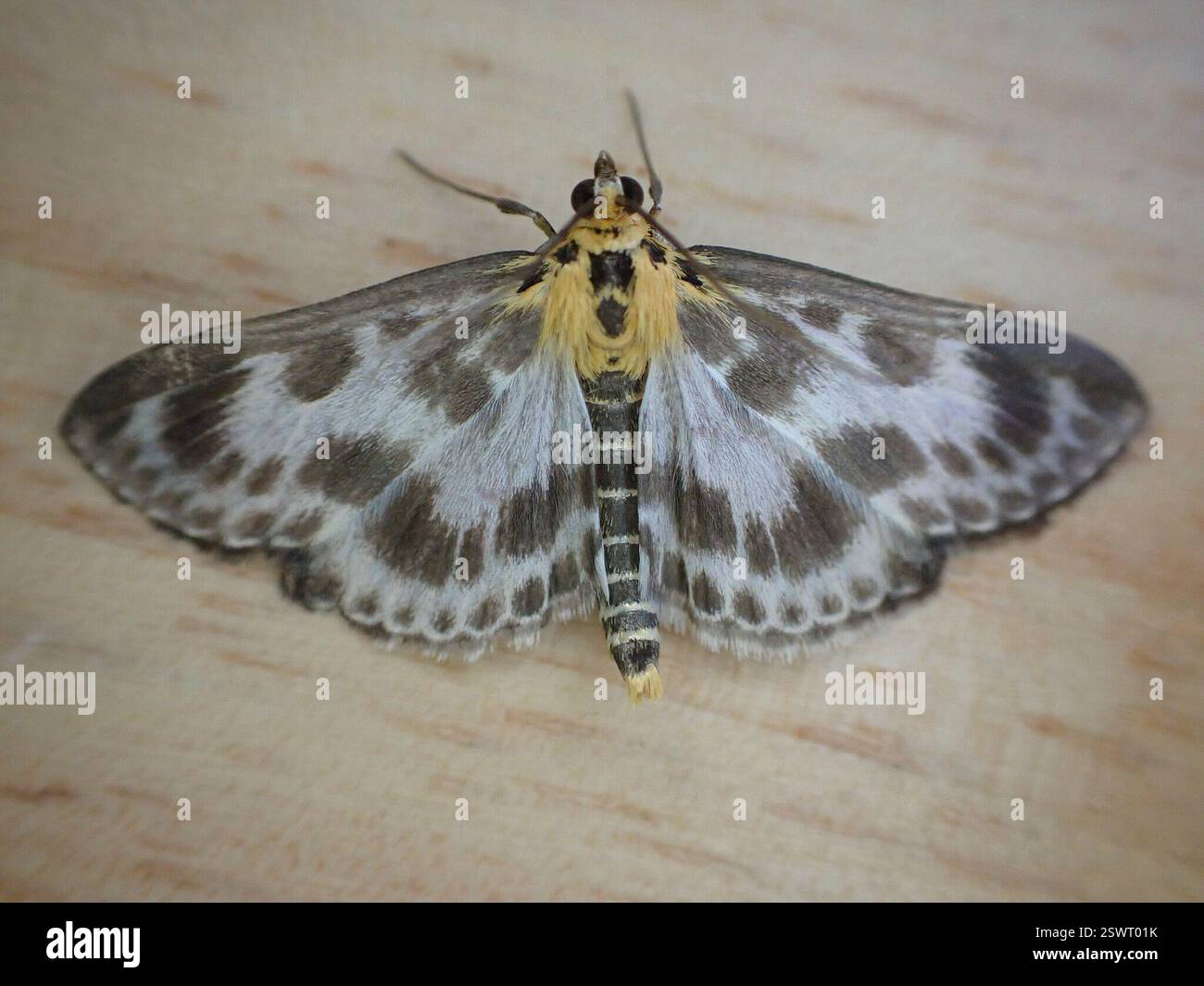 Magpie Insects Small Magpie (Anania hortulata), Insecta, 8 Millcroft Road, Woolton ...