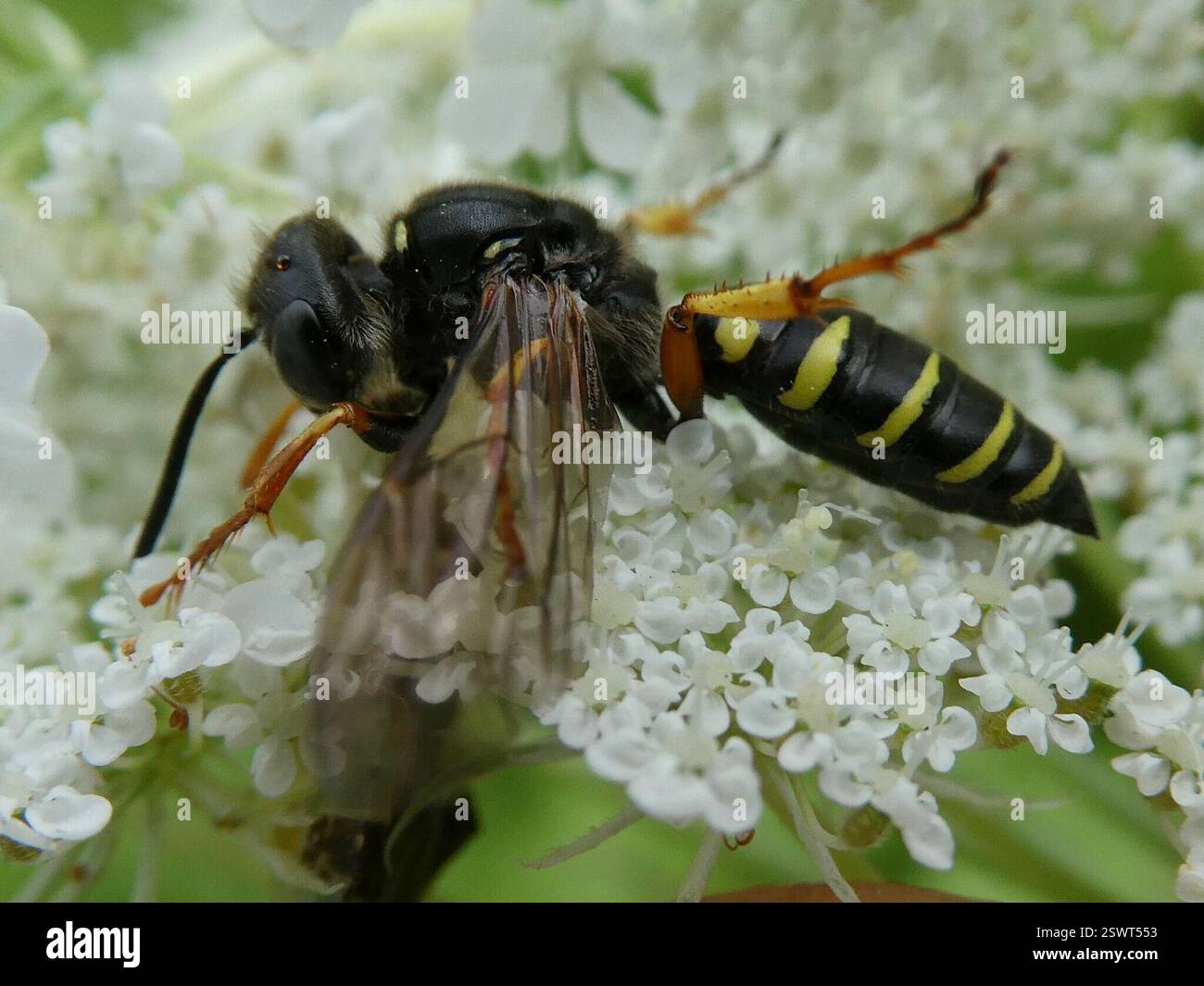 Eastern Ant-Queen Kidnapper (Aphilanthops frigidus), Insecta, Warren ...