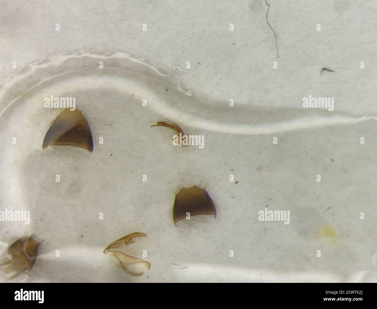 Distended Minute Rove Beetle (Atheta ventricosa), Insecta, Montérégie ...