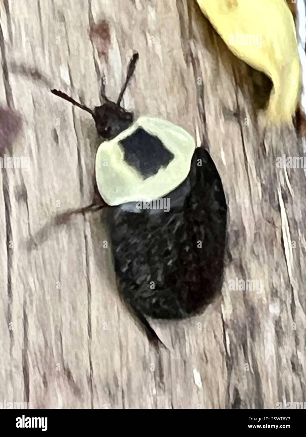Carrion Inset American Carrion Beetle (Necrophila americana), Insecta, Acacia Rd ...