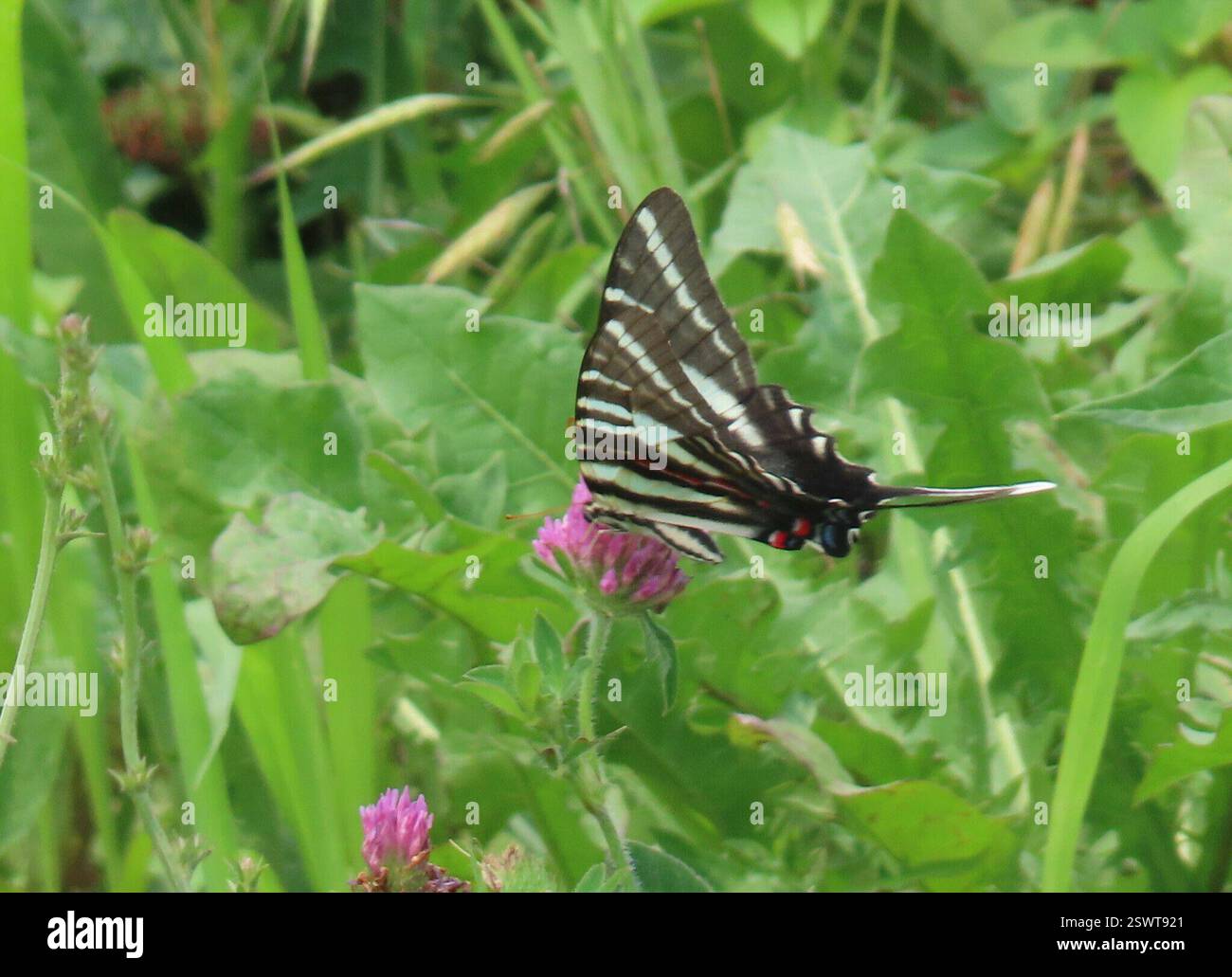Zebra Swallowtail (Eurytides marcellus), Insecta, Clarence Cannon NWR ...
