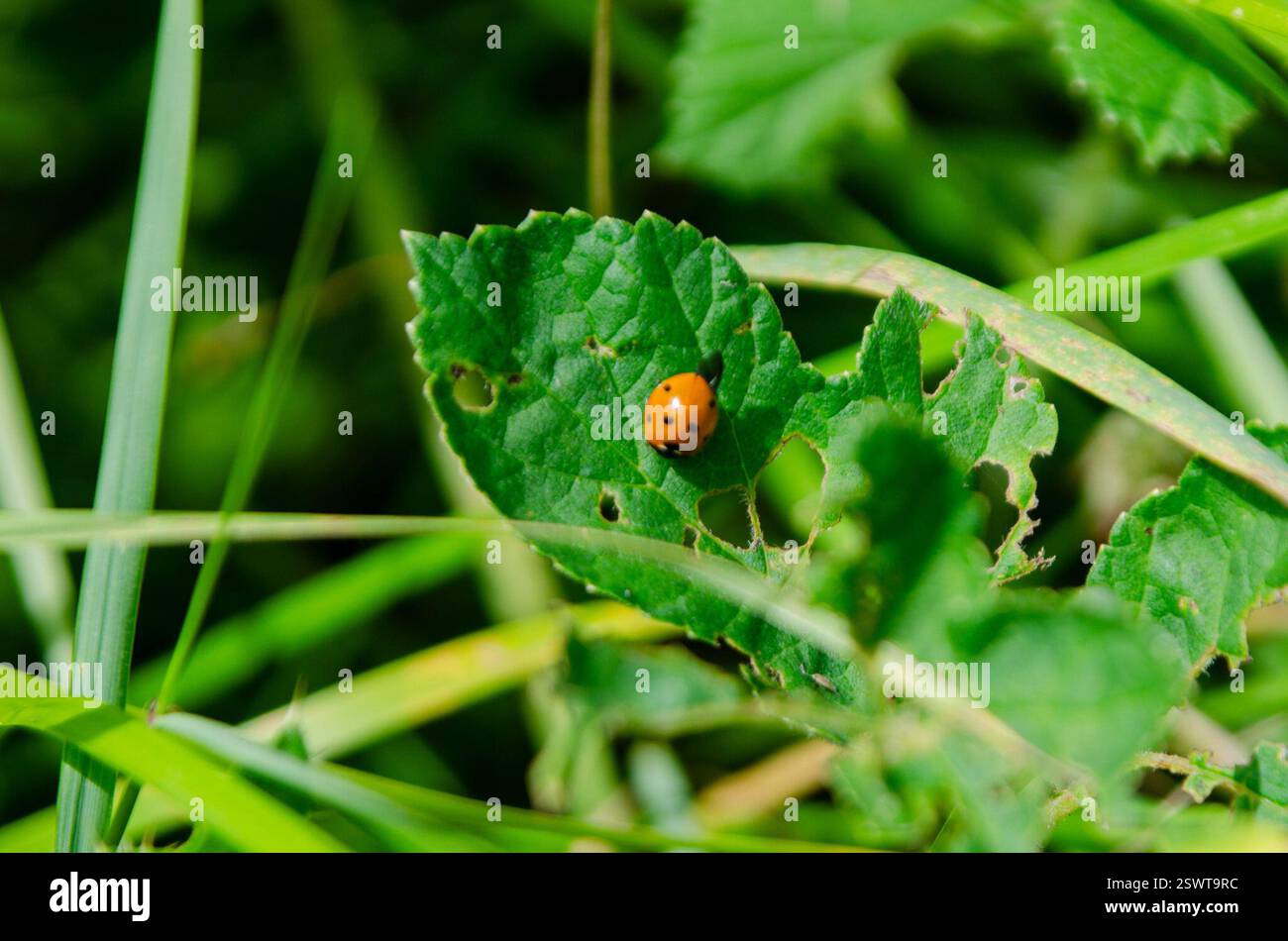 Seven-spotted Lady Beetle (Coccinella septempunctata), Insecta, Devon ...