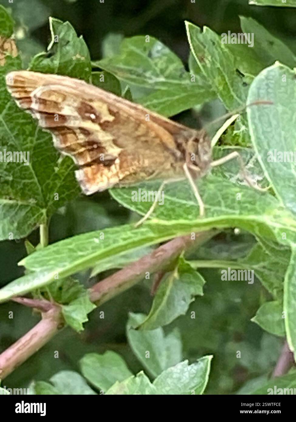 Gatekeeper (Pyronia tithonus), Insecta, Cornwall, UK Stock Photo