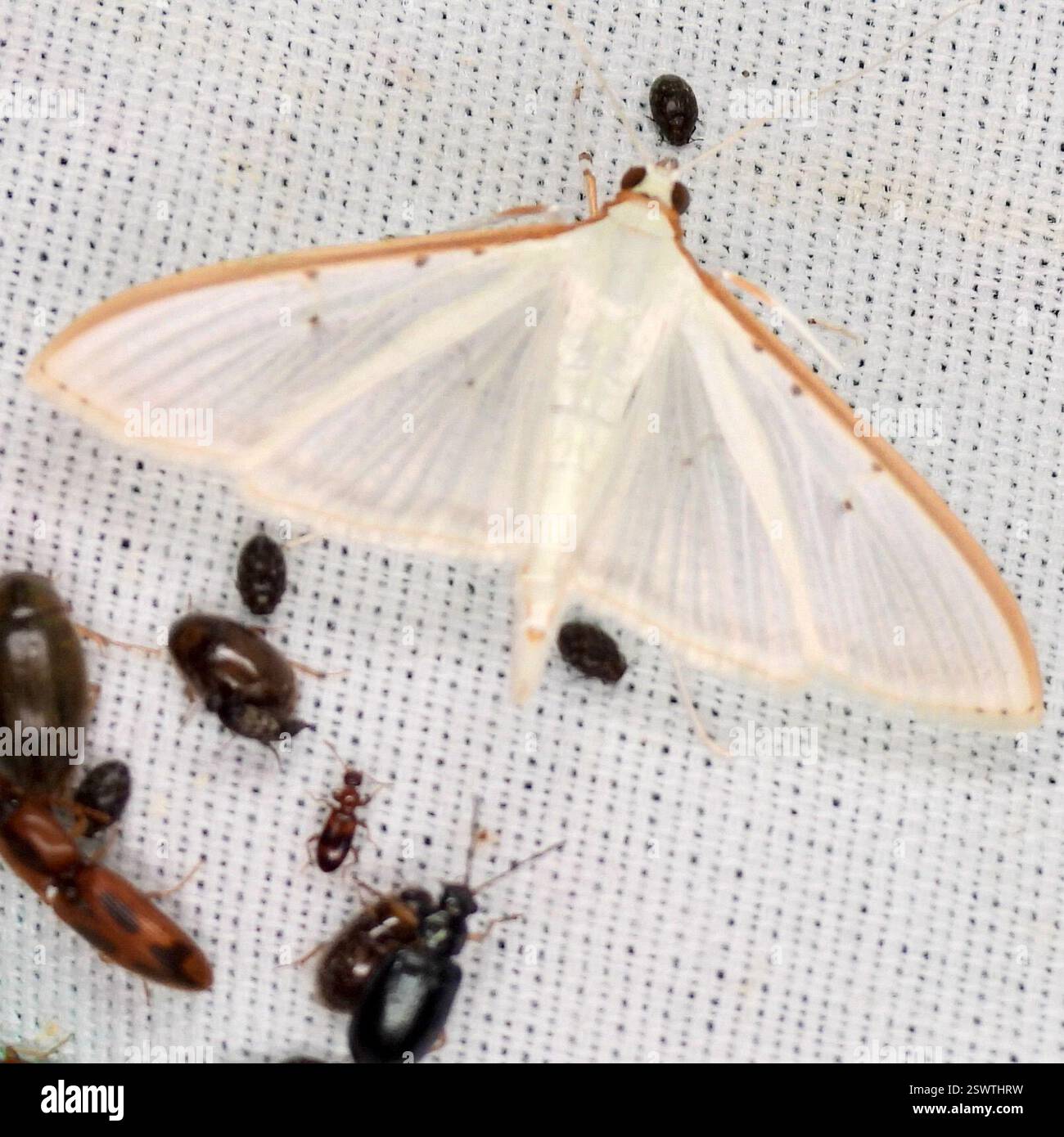 Four spotted palpita moth hi-res stock photography and images - Alamy