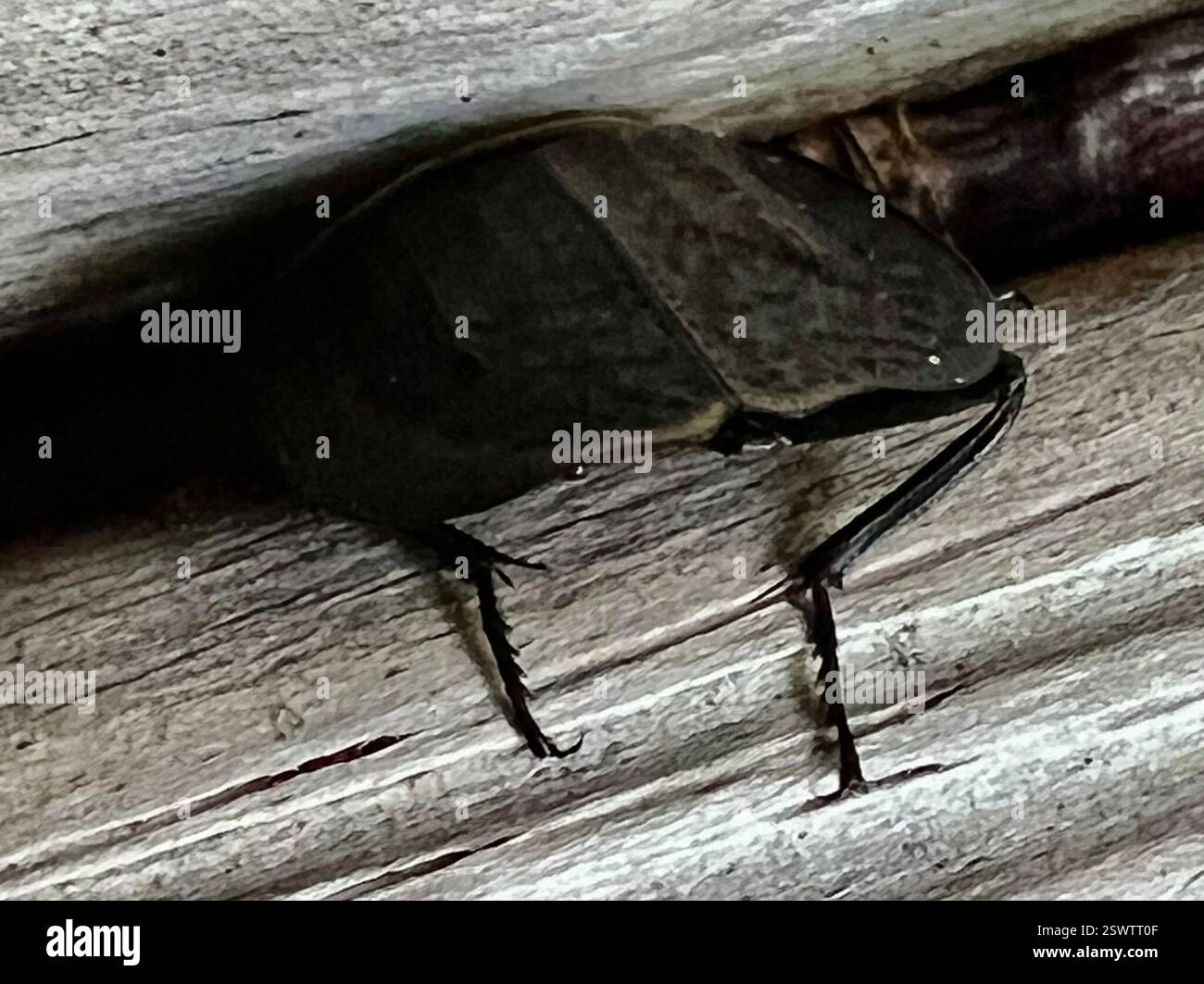 Carrion Inset American Carrion Beetle (Necrophila americana), Insecta, Acacia Rd ...