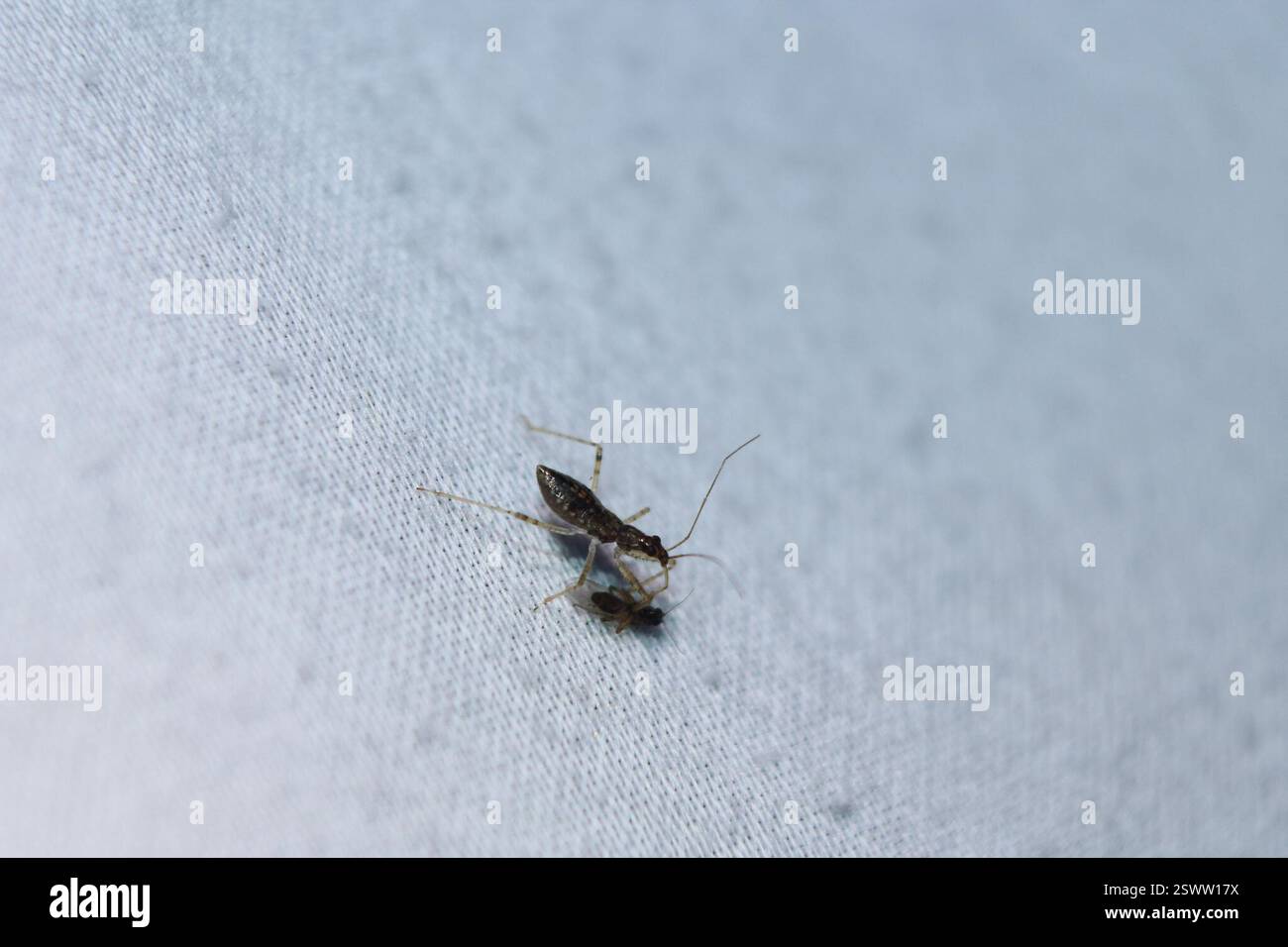 Damsel Bugs (Nabidae), Insecta, Mile Island Moth Sheet Stock Photo - Alamy