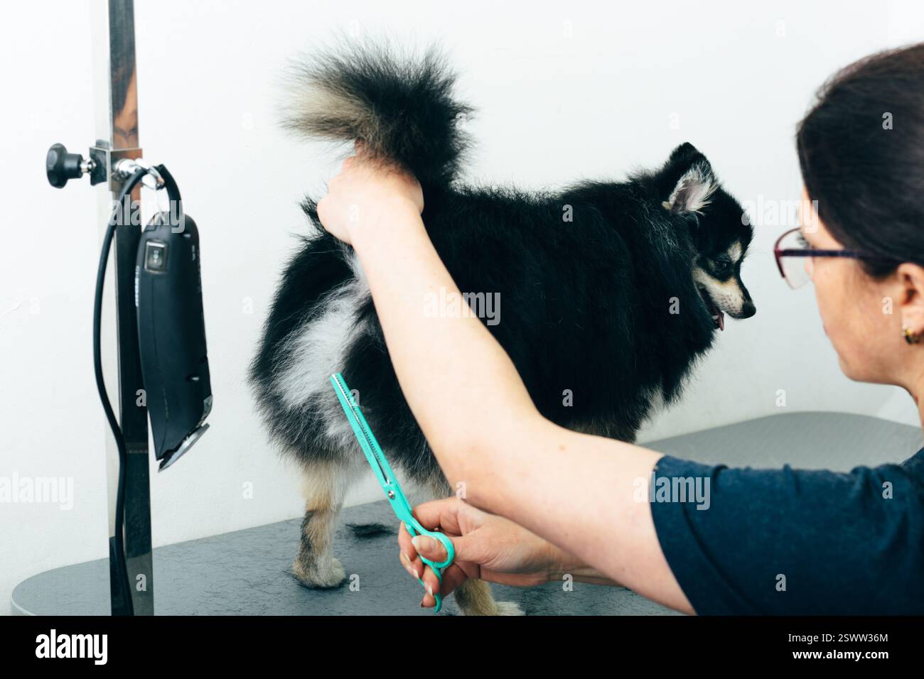 Picture of Black Pomeranian spitz in the grooming salon, groomer using scissors ...