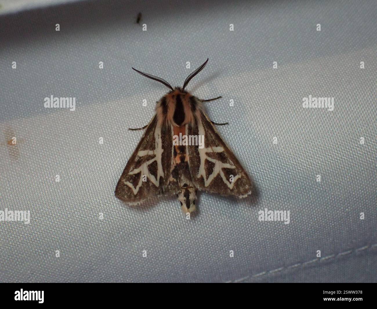 Williams' Tiger Moth (Apantesis williamsii), Insecta, Val Marie No. 17 ...