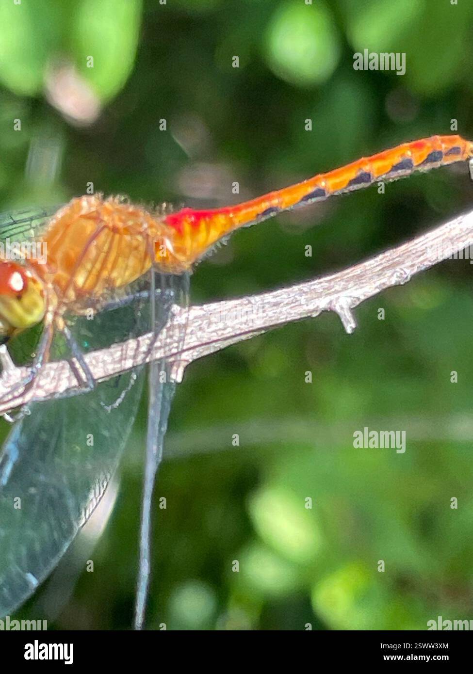 Nh State Insect Meadowhawks (Sympetrum), Insecta, Alton Bay, NH, US Stock Photo - Alamy