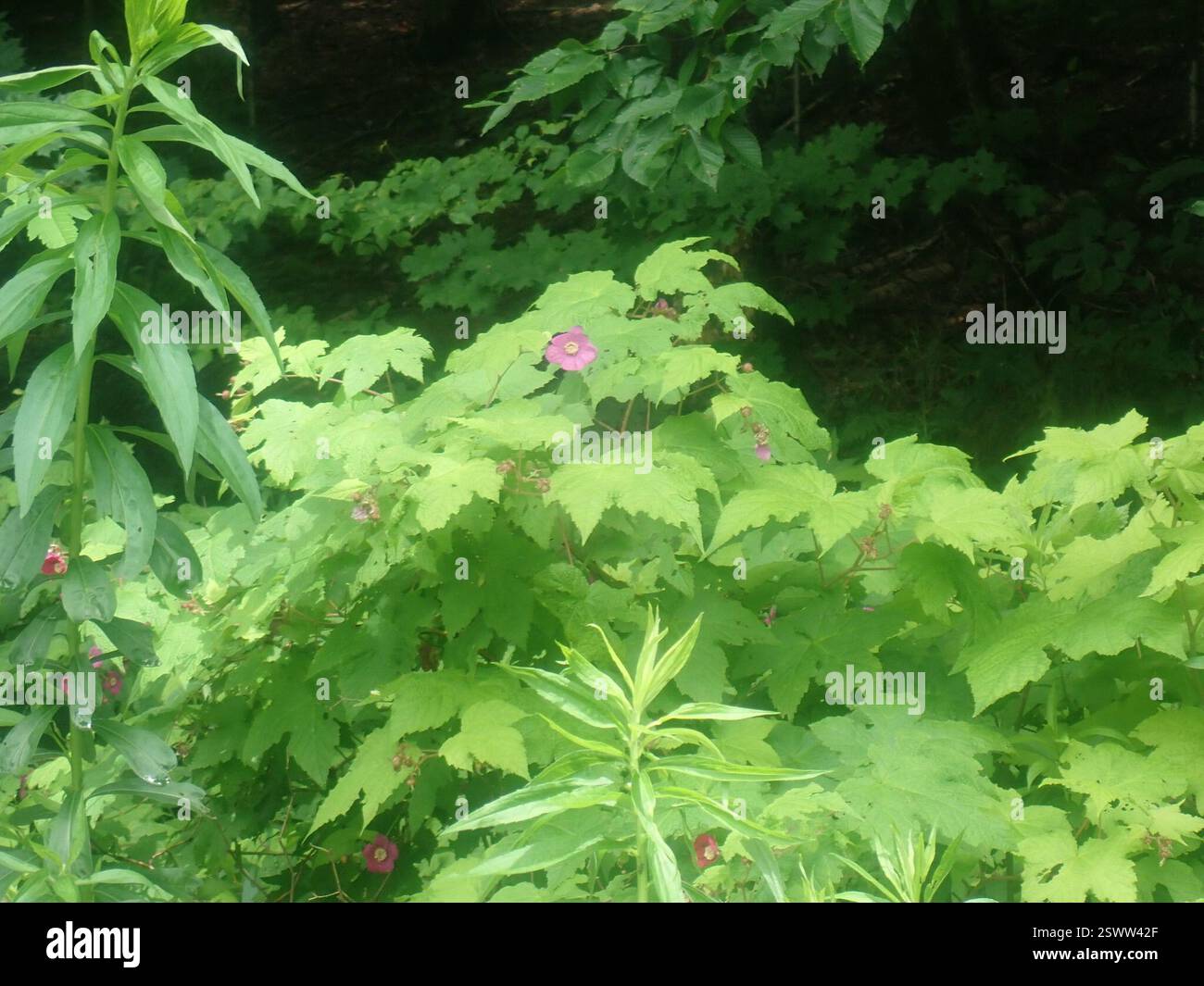 purple-flowered raspberry (Rubus odoratus), Plantae, Florida, MA, USA ...