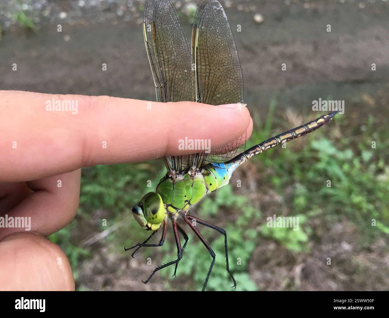 Oriental Lesser Emperor (Anax julius), Insecta, Saitama, JP Stock Photo ...