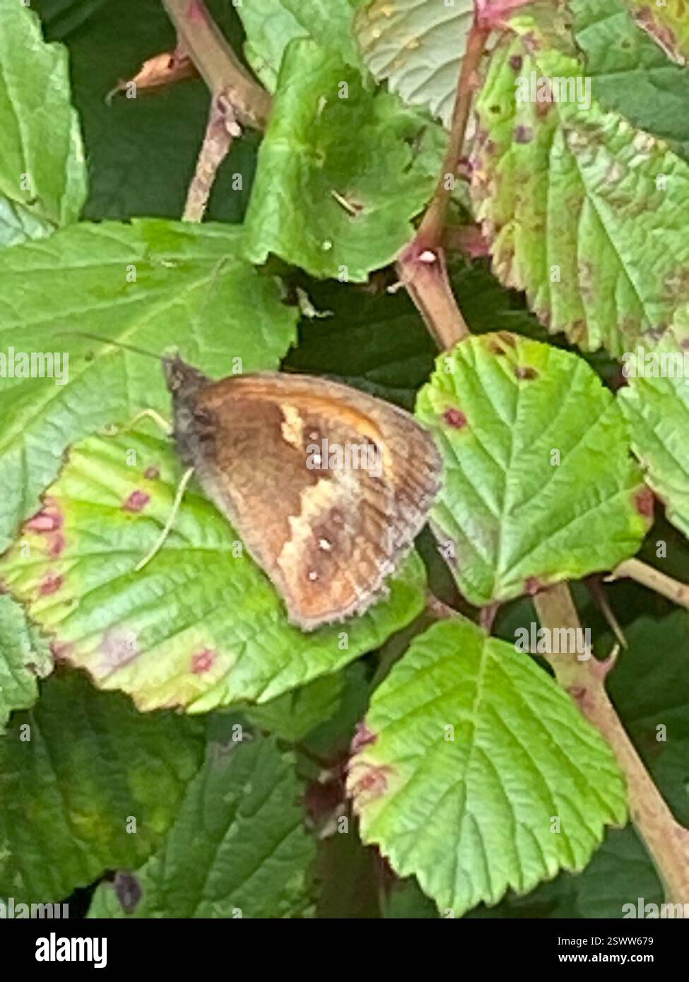 Gatekeeper (Pyronia tithonus), Insecta, Cornwall, UK Stock Photo