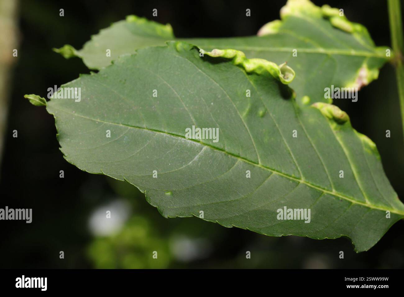 ash psyllid (Psyllopsis fraxini), Insecta, Hale Park, High Street, Hale ...