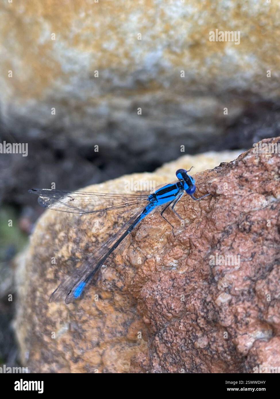 Azure Bluet (Enallagma aspersum), Insecta, Spark Lake, Killarney, ON ...