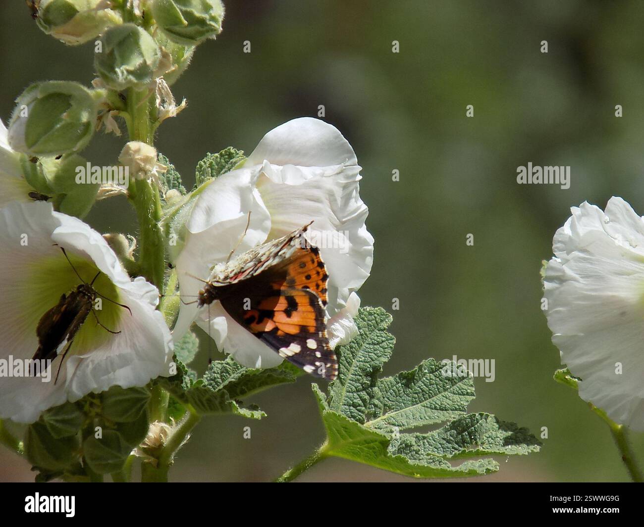Painted Lady (Vanessa cardui), Insecta, Williams, AZ 86046, USA Stock Photo