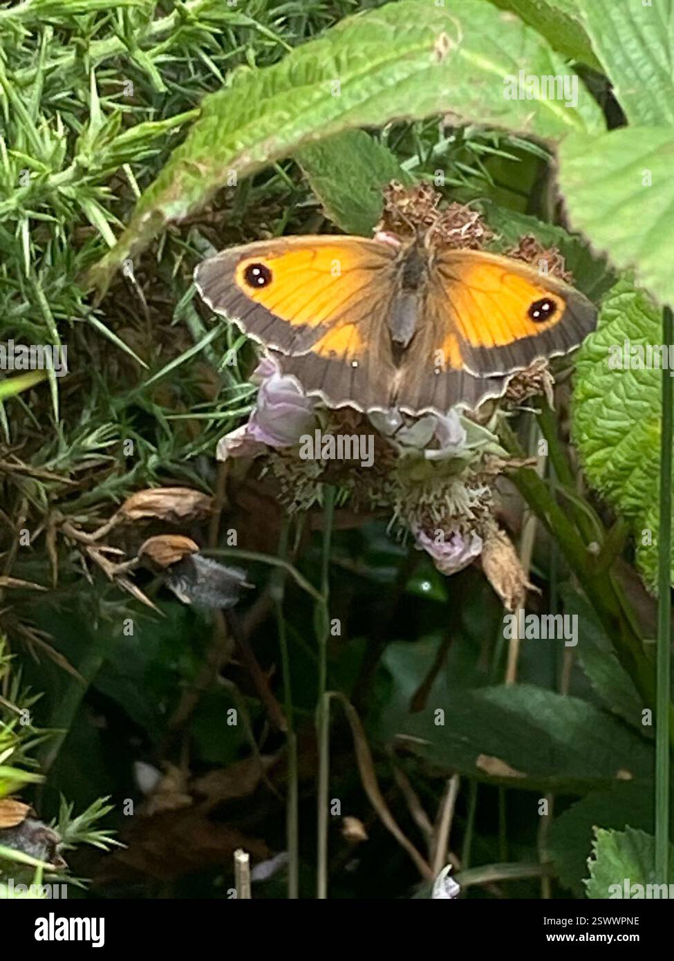 Gatekeeper (Pyronia tithonus), Insecta, Cornwall, UK Stock Photo