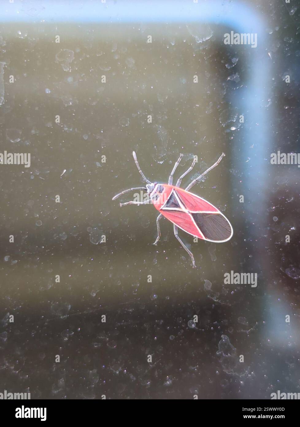 White-crossed Seed Bug (Neacoryphus bicrucis), Insecta, Uptown District ...