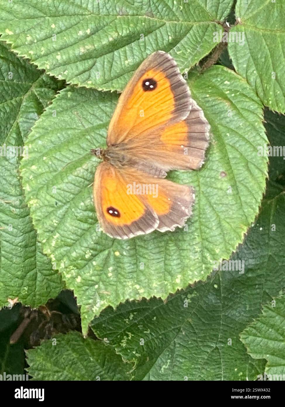 Gatekeeper (Pyronia tithonus), Insecta, Cornwall, UK Stock Photo