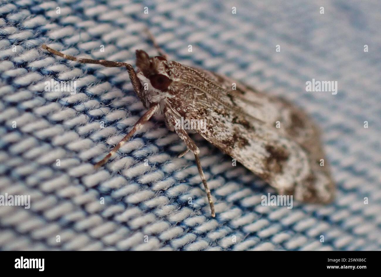Simon Ward Insect European Common Grey (Scoparia ambigualis), Insecta, North, West and ...