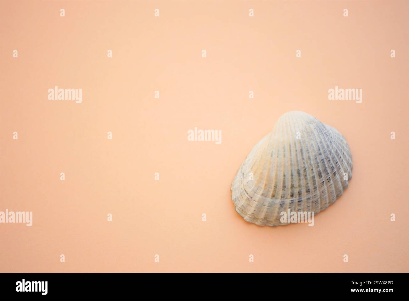 White grey seashell on a creamy beige table. Stock Photo