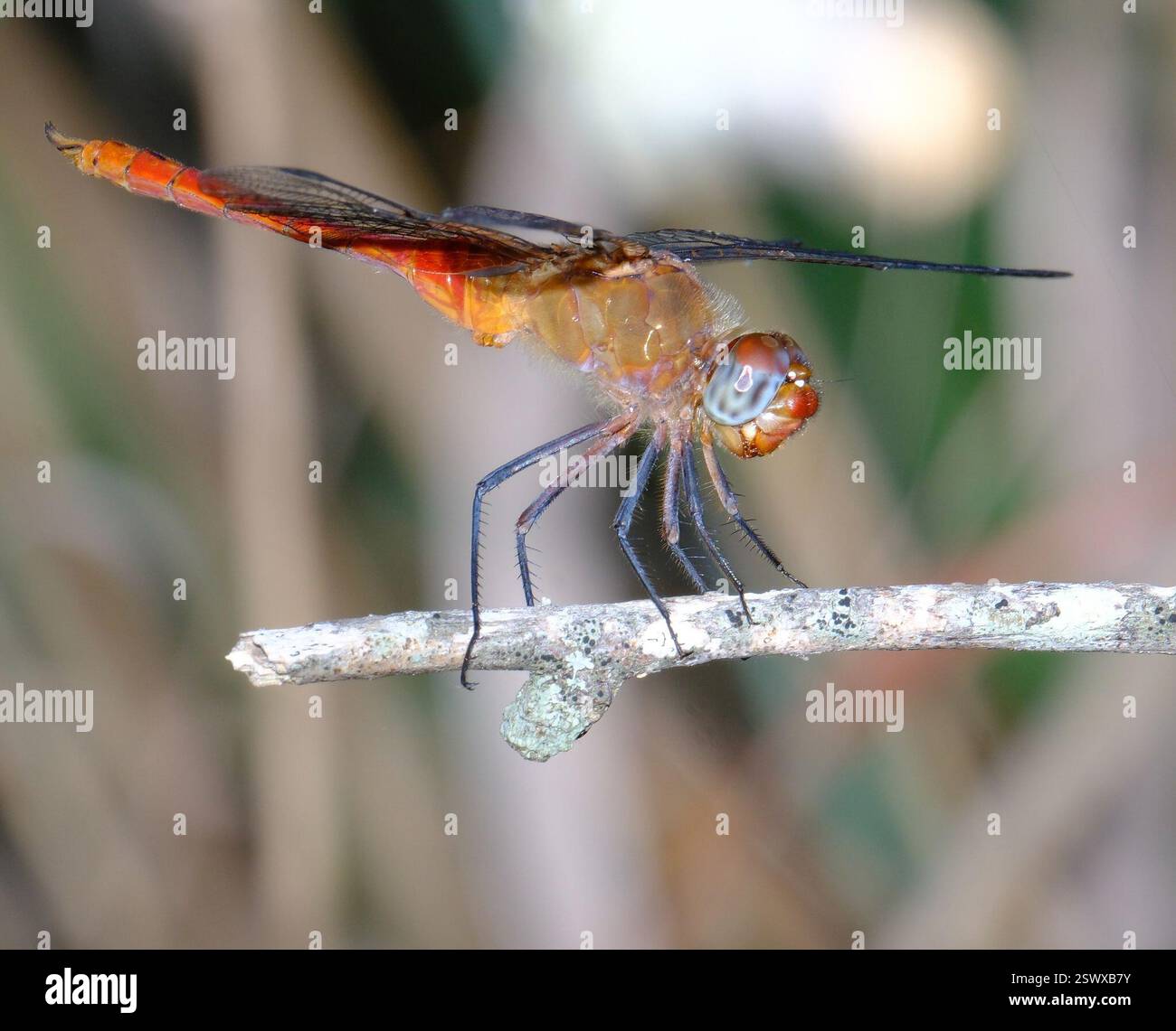 Red Tail Insect Red-tailed Pennant (Brachymesia furcata), Insecta, Garfield, TX, USA ...