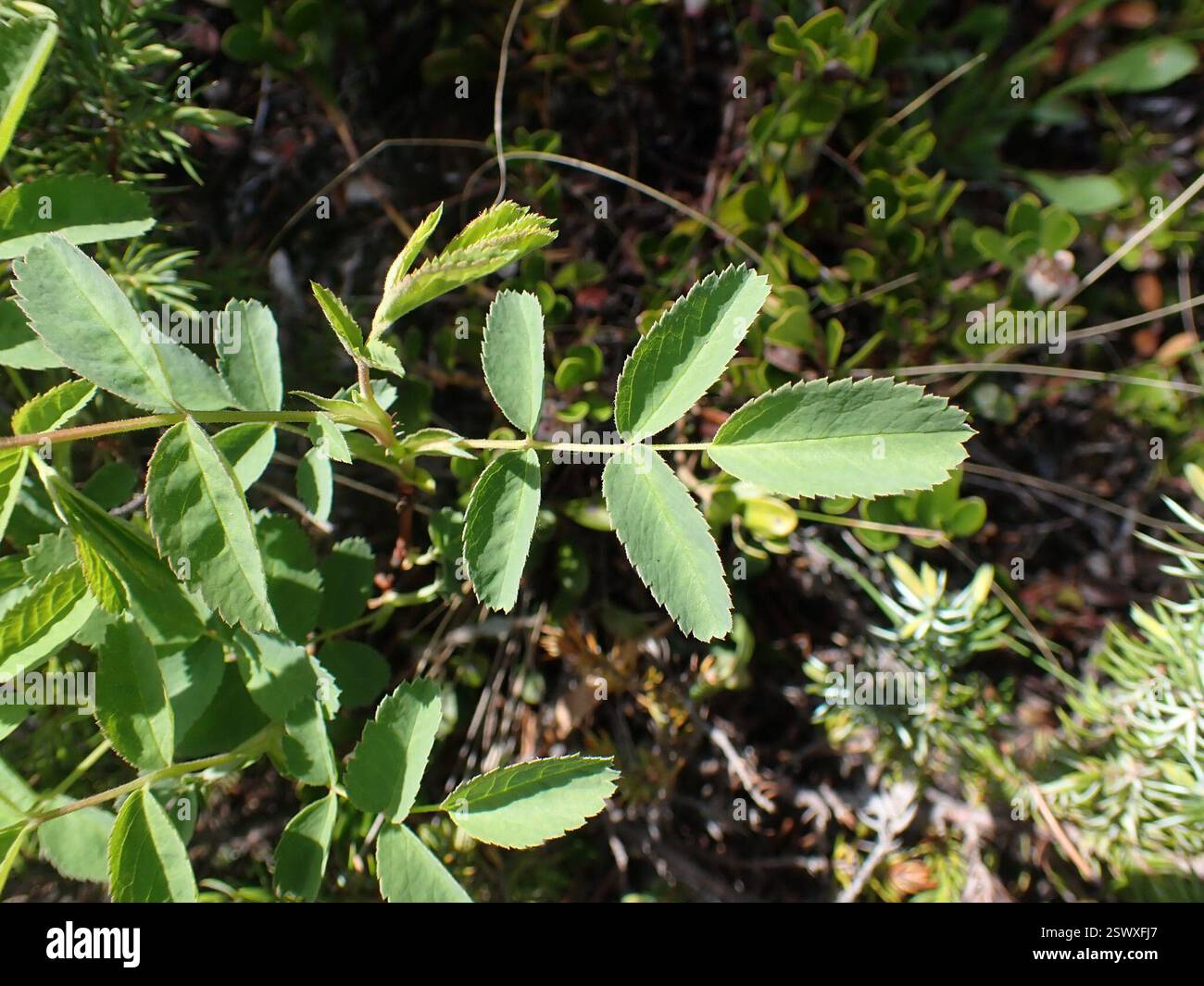 Rose Family Rheum rose family (Rosaceae), Plantae, Thompson-Nicola, BC, Canada Stock ...