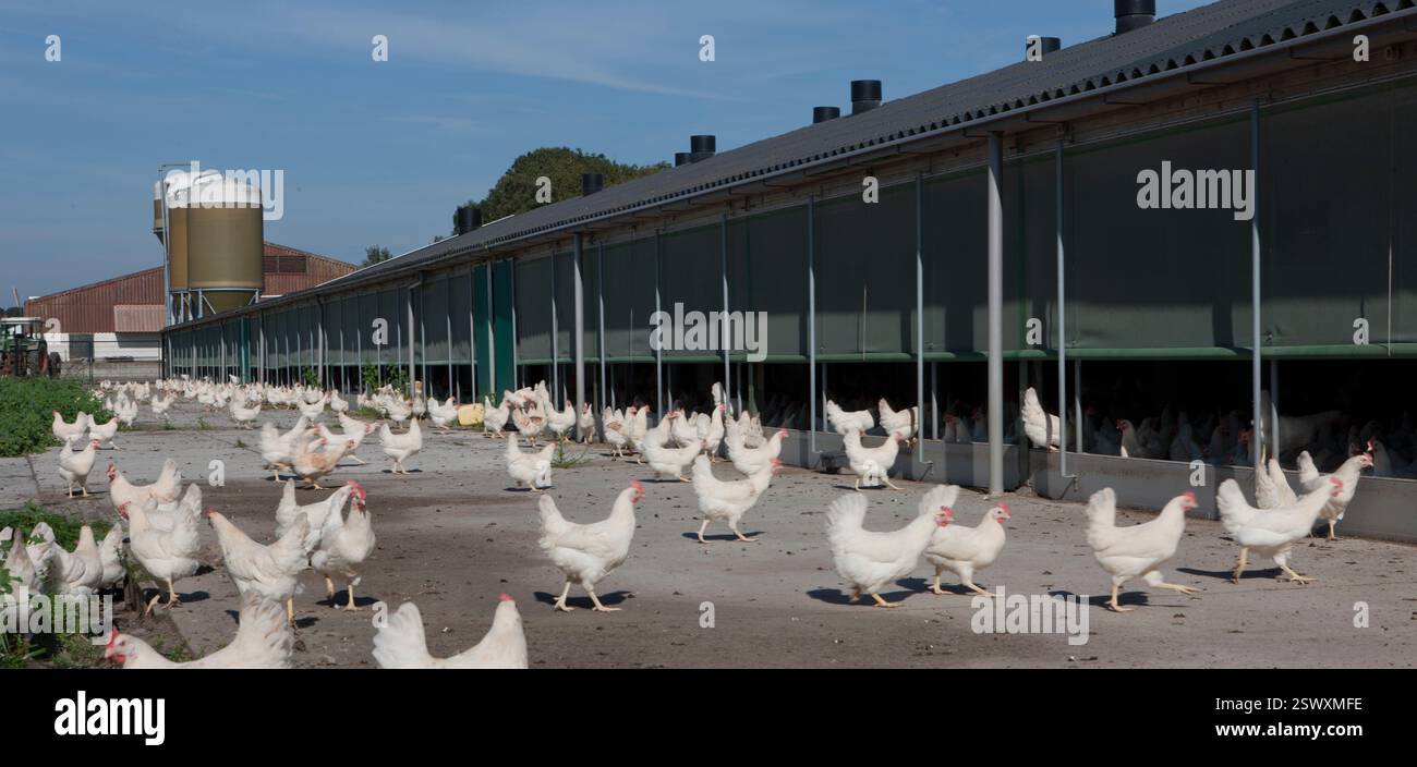 Free range chicken or chicks in barn for meat production and eggs ...