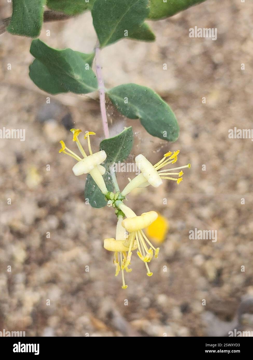 liguster schnell wachsen lassen Wilder Liguster kaufen | Ligustrum vulgare