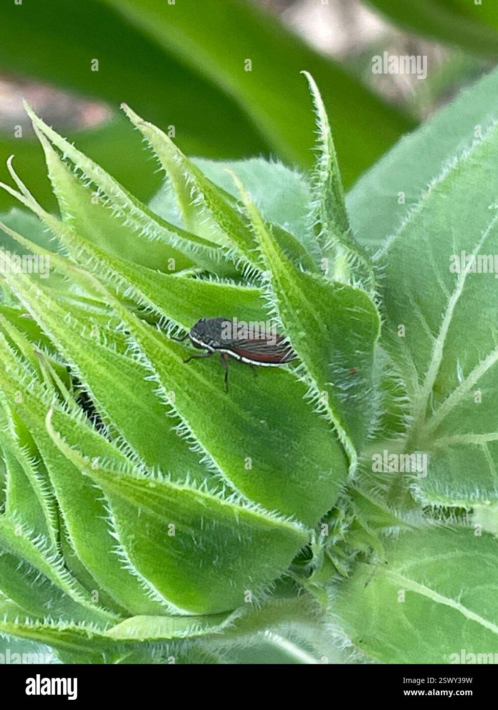 Lateral-lined Sharpshooter (Cuerna costalis), Insecta, S Ashwood Ave ...