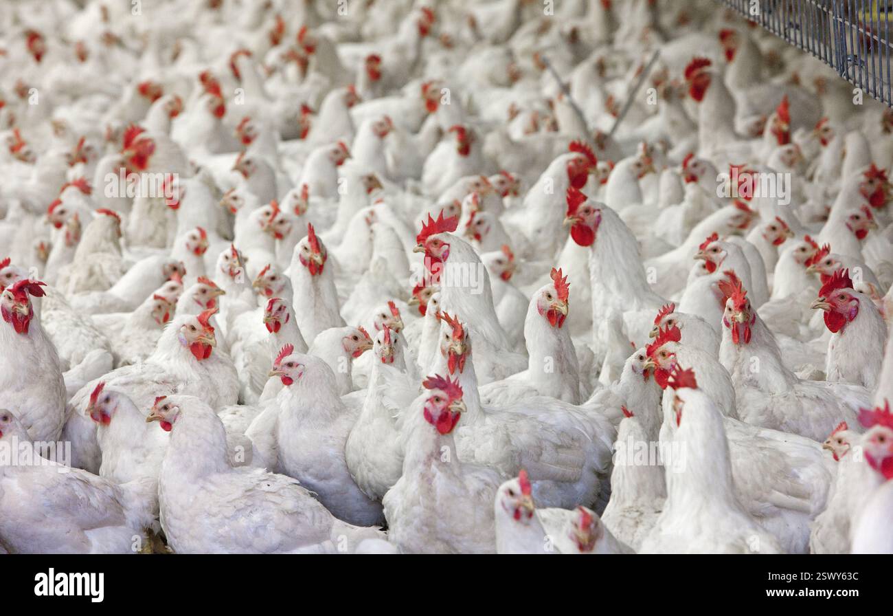 Chicken or chicks in barn for meat production and eggs. Modern farming ...