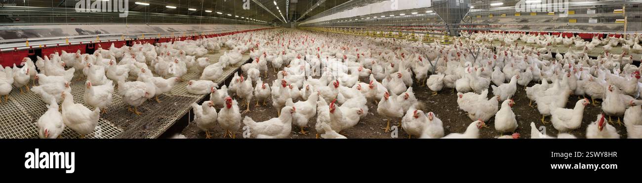 Chicken or chicks in barn for meat production and eggs. Modern farming ...