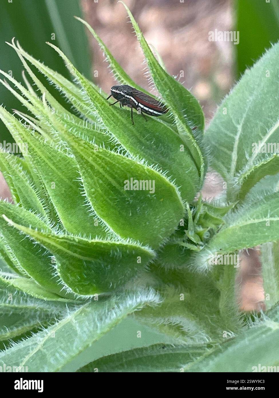 Lateral-lined Sharpshooter (Cuerna costalis), Insecta, S Ashwood Ave ...