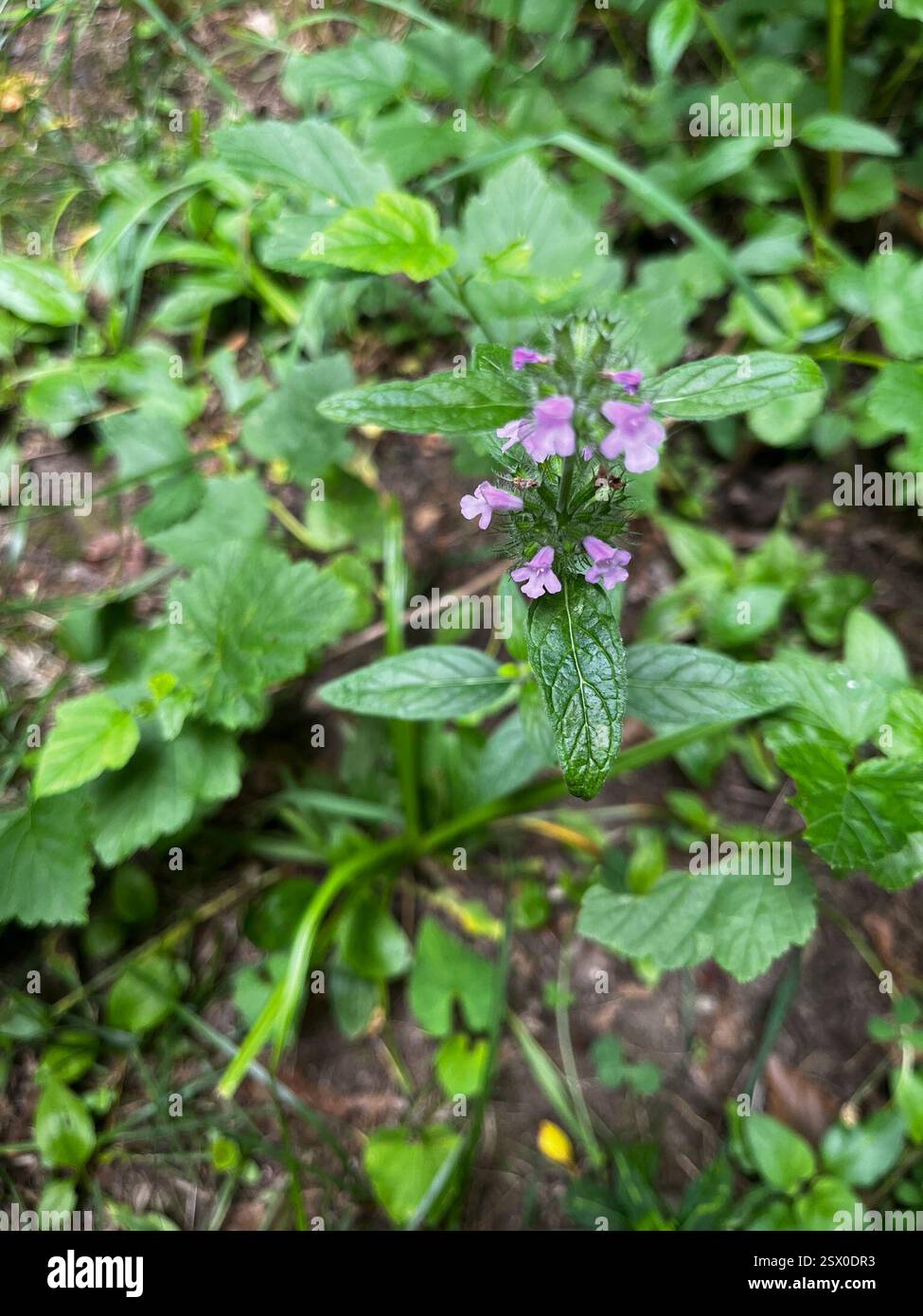 Wild Basil (Clinopodium vulgare), Plantae, Falls Reserve Conservation ...