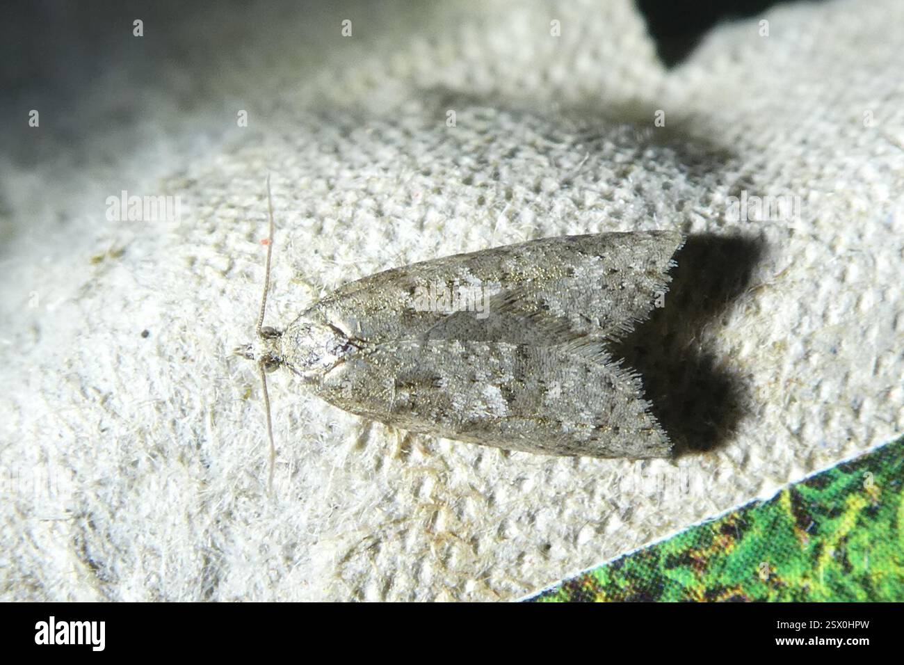 (Cnephasiini), Insecta, South Heale Cottage, Littleham, Bideford, Devon ...