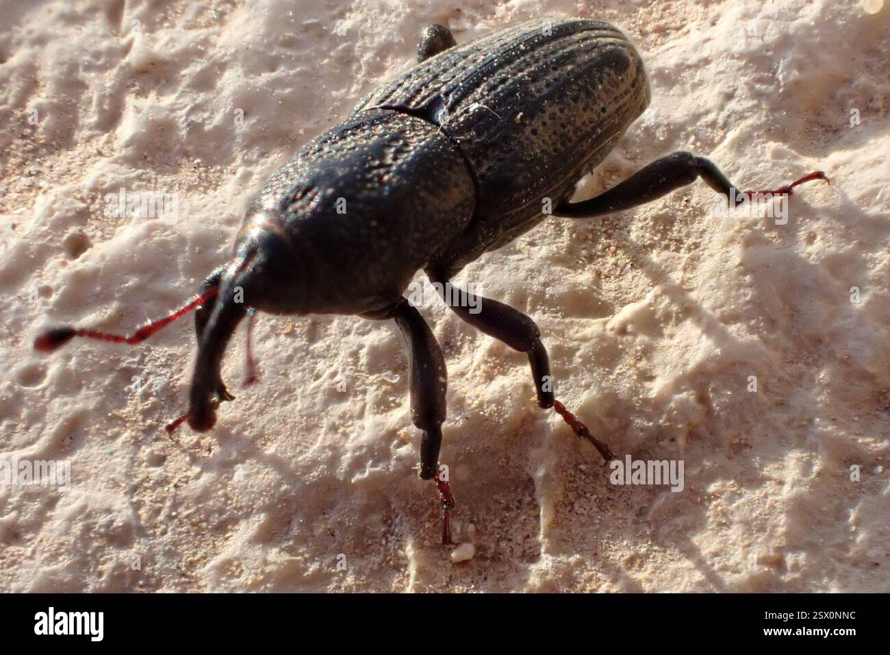 Hunting Billbug (Sphenophorus venatus), Insecta, Hilton Marsa Alam ...