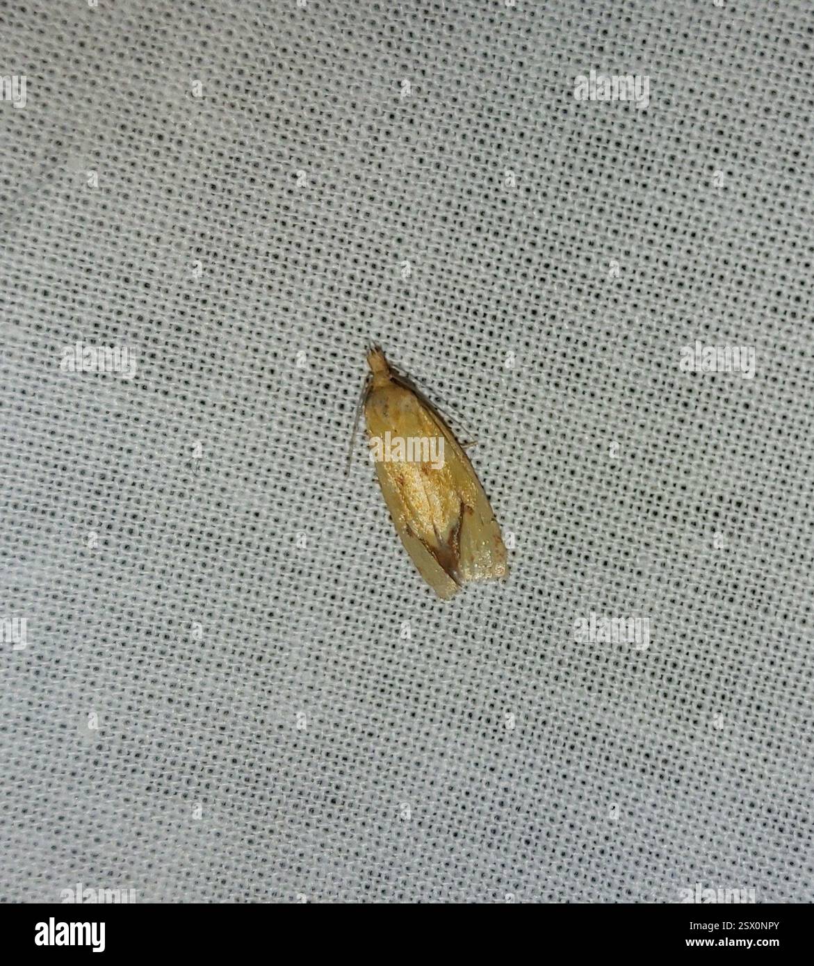 Common Yellow Conch (Agapeta hamana), Insecta, 48297 Kaunas, Lietuva ...