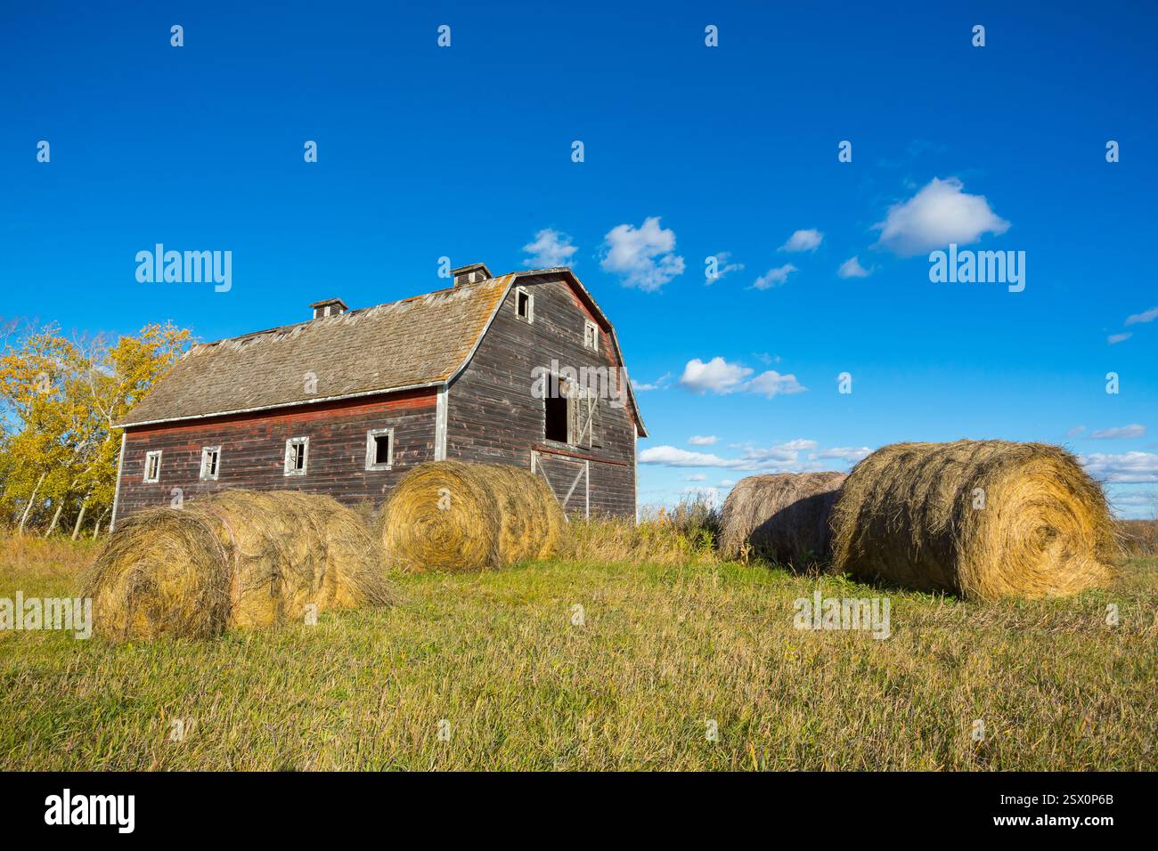 Barn with hay bales in front of it. The hay bales are in the foreground ...