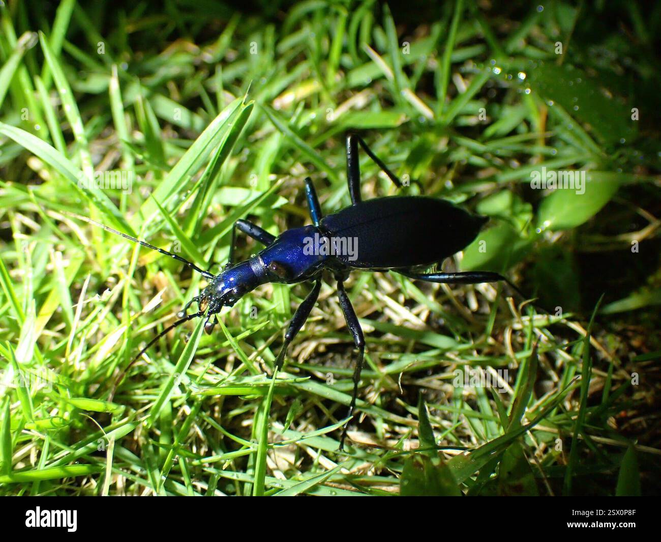 Carabus blaptoides hi-res stock photography and images - Alamy Carabus blaptoides hi-res stock photography and images - Alamy