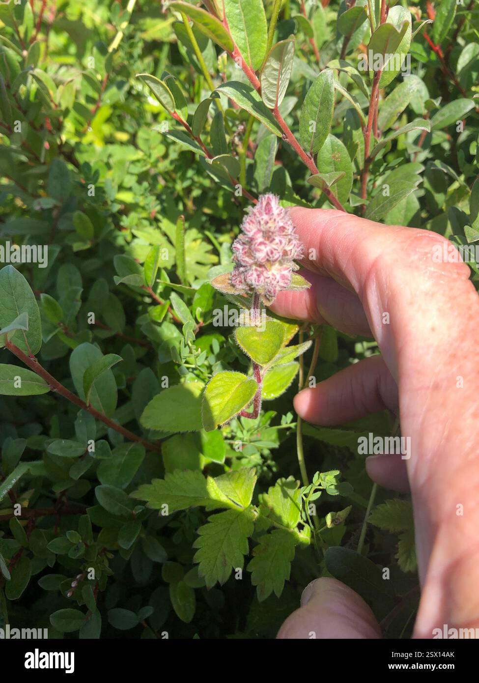 Wild Basil (Clinopodium vulgare), Plantae, Merthyr Mawr Community ...