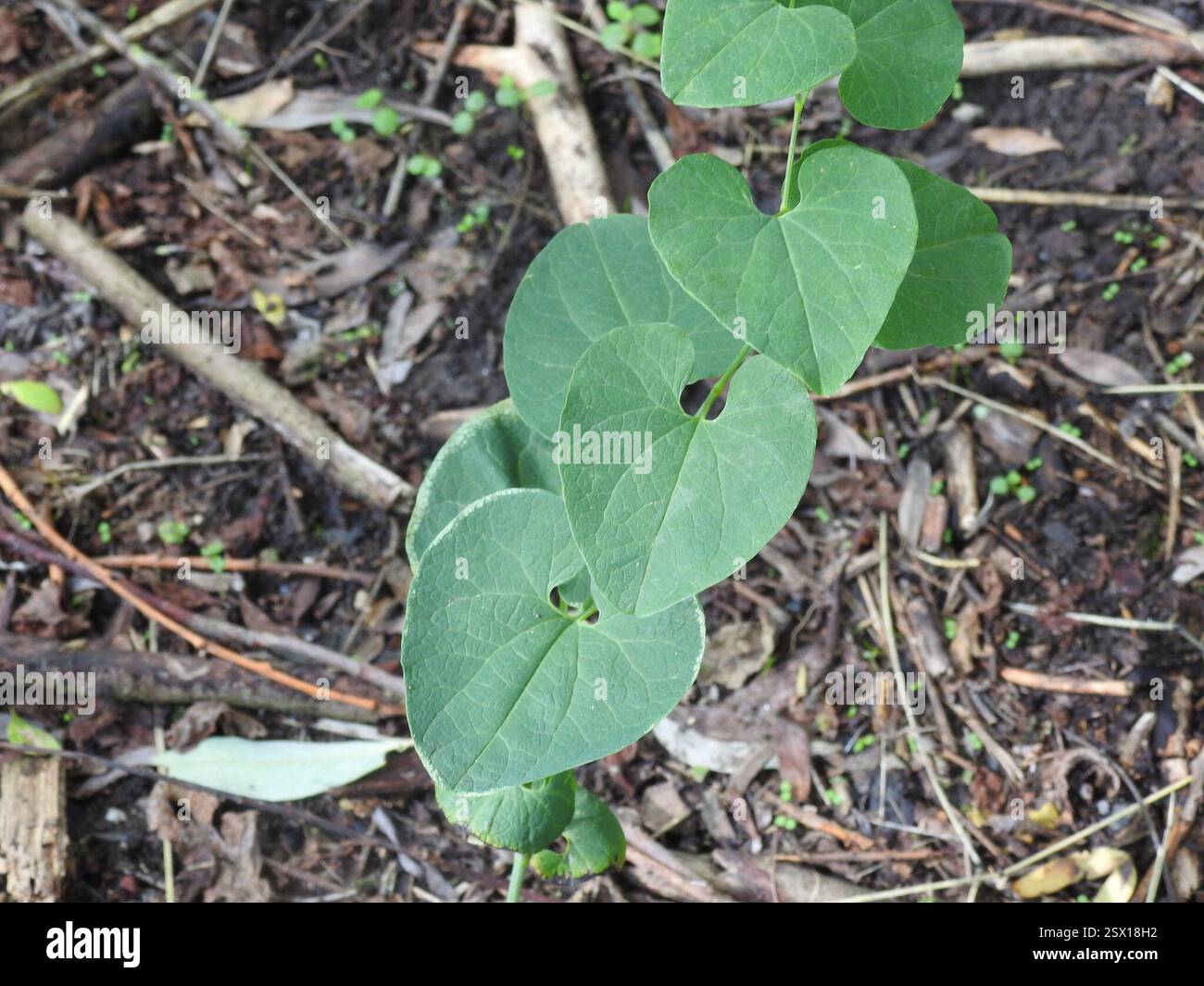 Birthwort (Aristolochia clematitis), Plantae, Neckarau, 68199 Mannheim ...