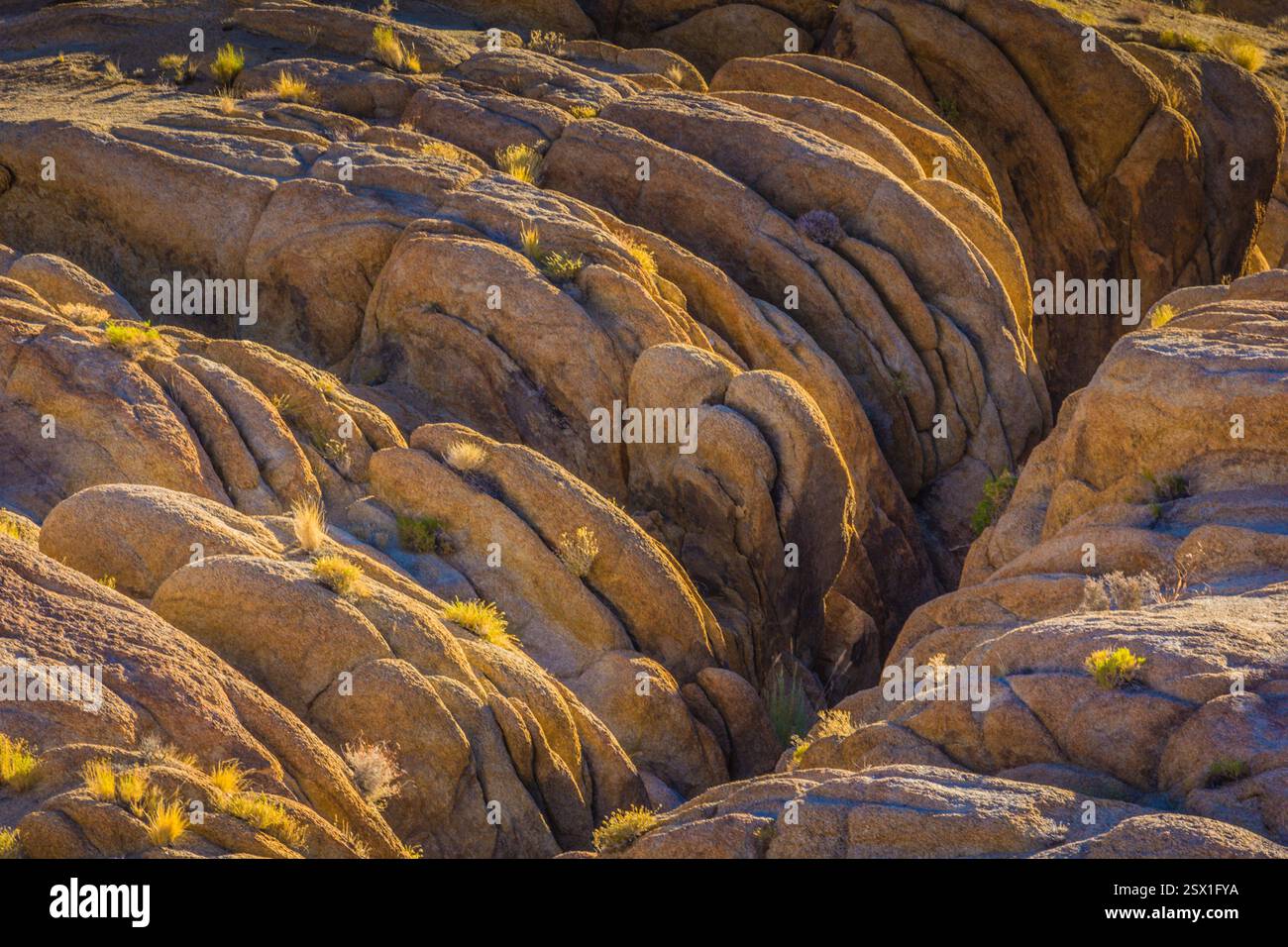 Area 1 Rocks Rocky area with a lot of rocks and some plants. The plants are small ...