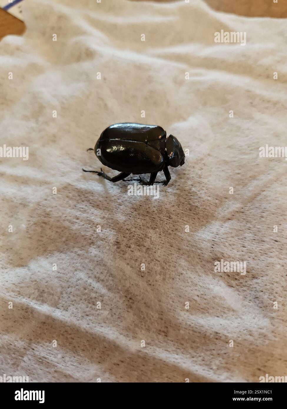 Buffle Insect Hermit Flower Beetle (Osmoderma eremicola), Insecta, Buffalo Stock ...