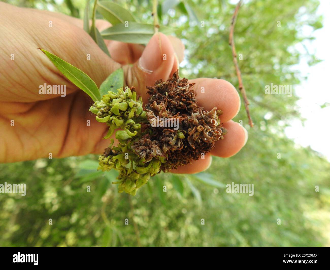 Ash Key Gall Mite (Aceria fraxinivora), Arachnida, Oberhausen ...