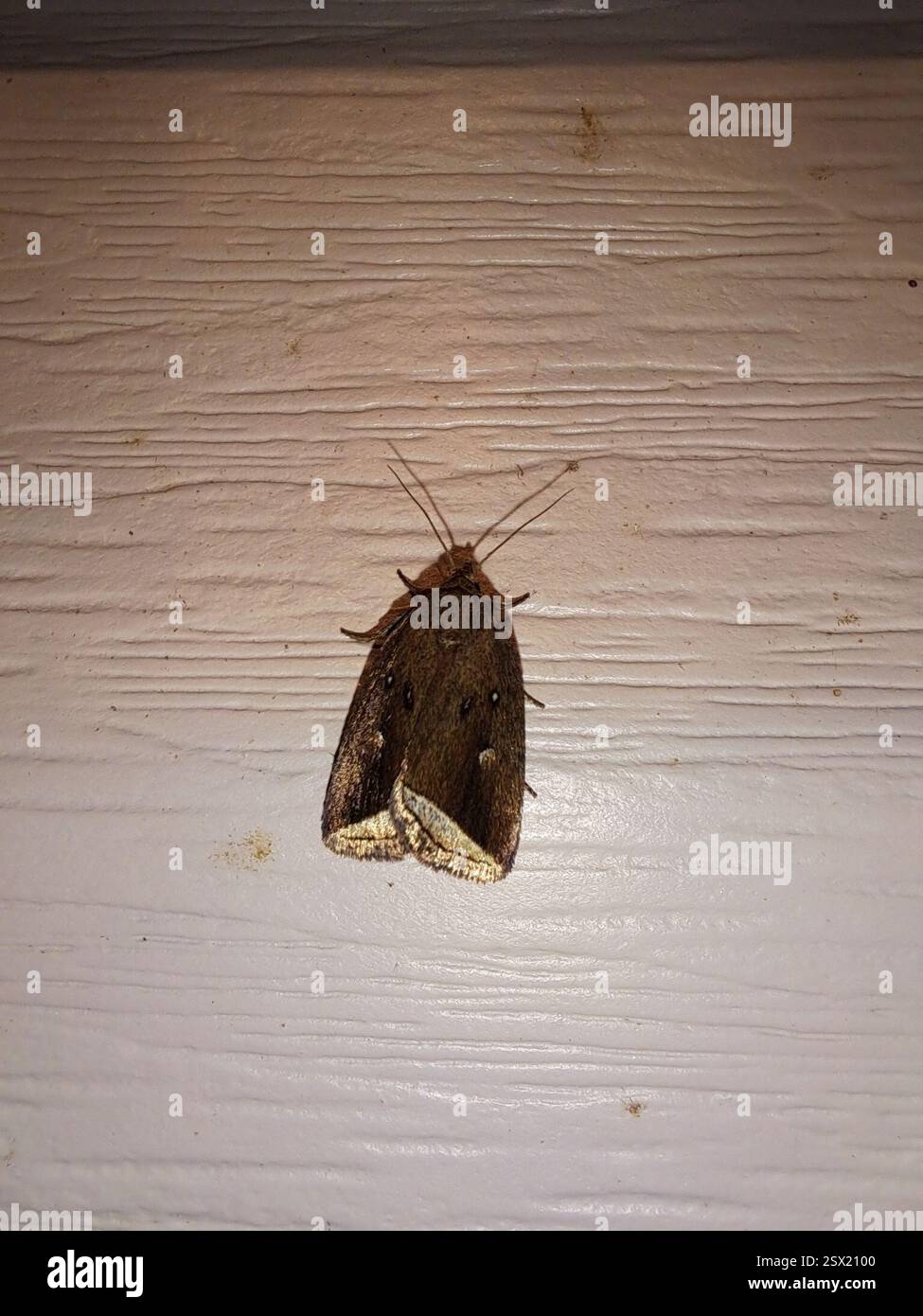 Insect Halter Curved Halter Moth (Capis curvata), Insecta, Macdonald, Meredith and ...