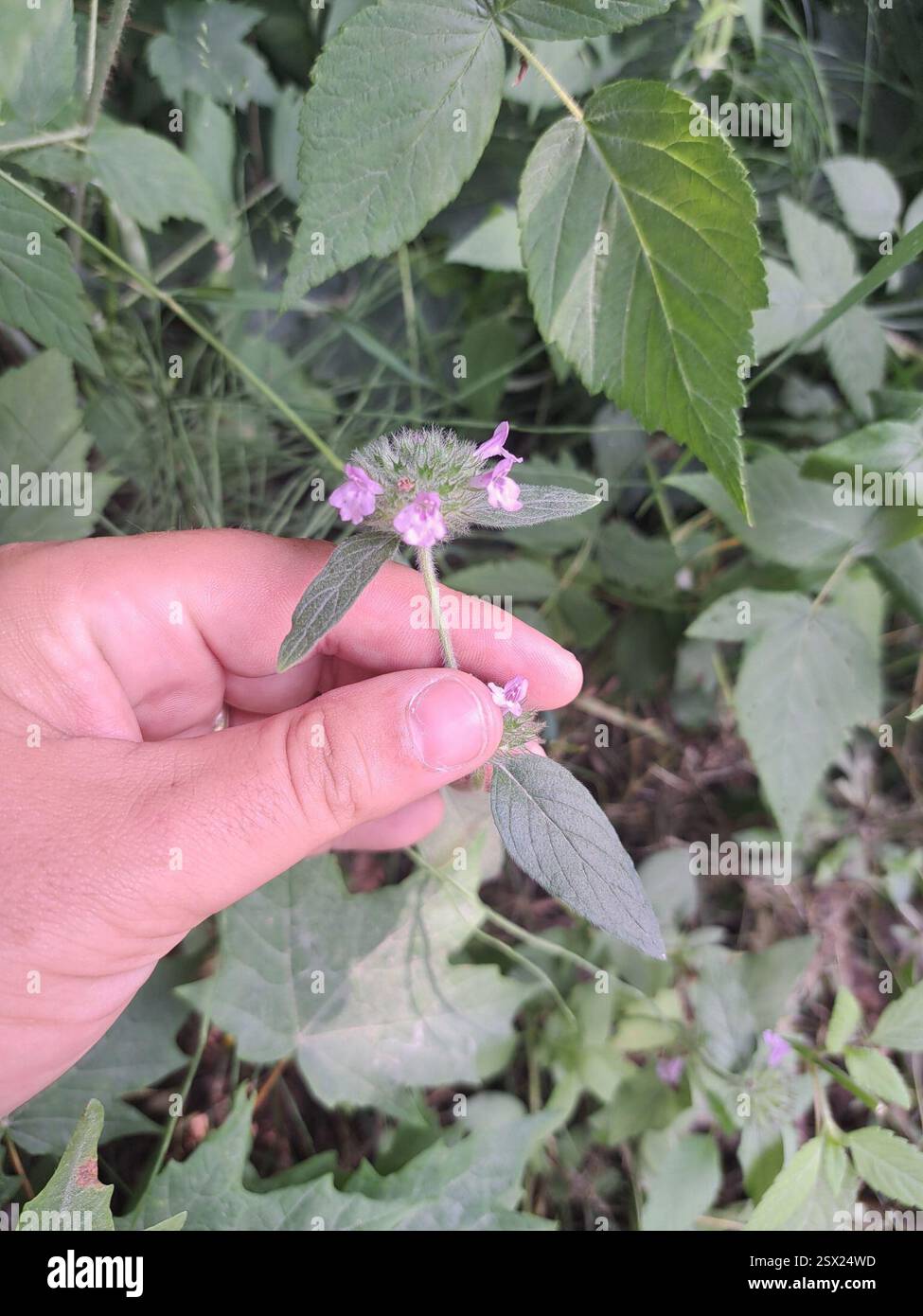 Wild Basil (Clinopodium vulgare), Plantae, St. Joseph, ON P0R, Canada ...