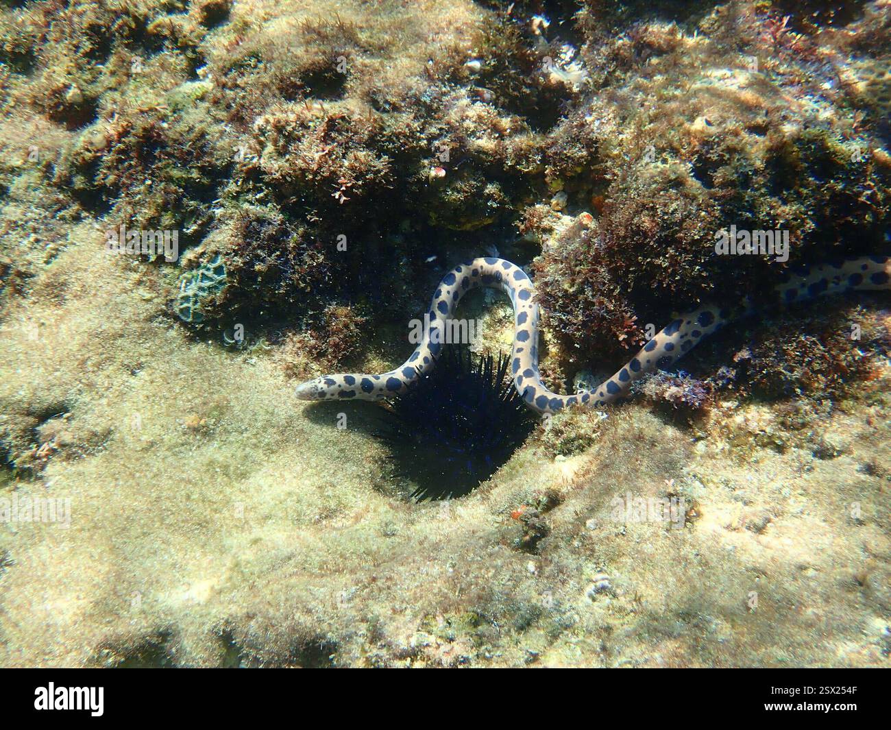 Pythonichthys Eel Tiger Snake Eel (Myrichthys maculosus), Actinopterygii, Lighthouse Reef ...