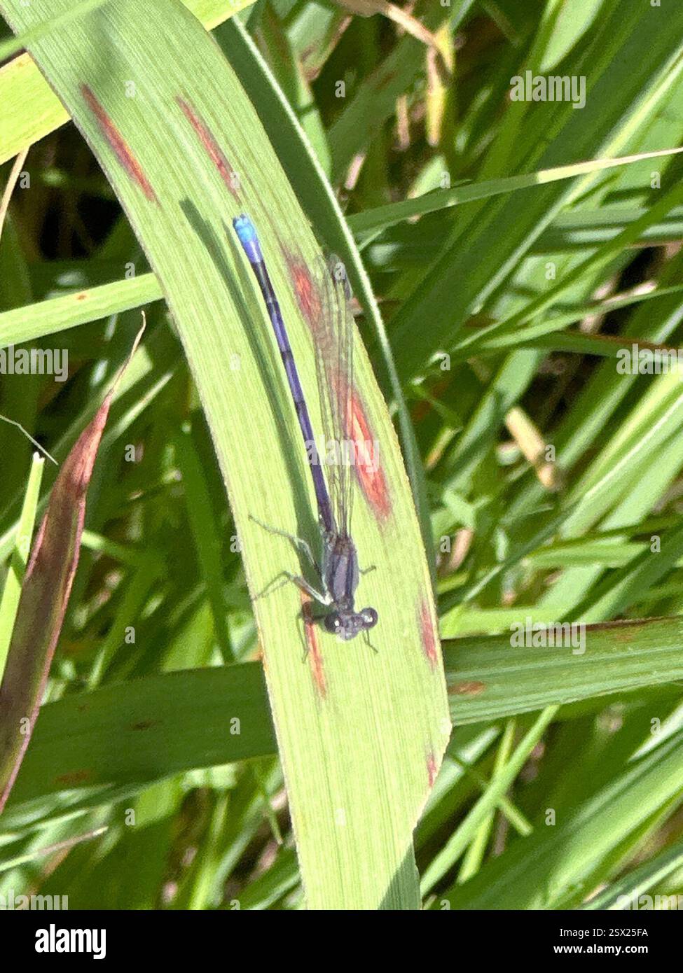 Variable Dancer Variable Dancer (Argia fumipennis), Insecta, Boiling Springs State Park ...