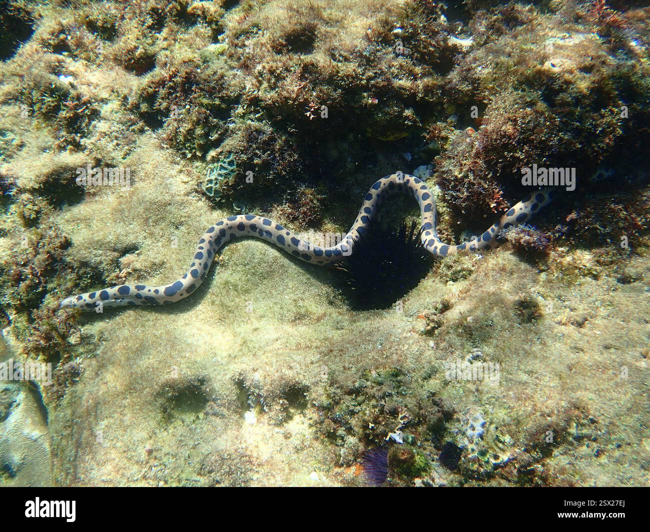 Pythonichthys Eel Tiger Snake Eel (Myrichthys maculosus), Actinopterygii, Lighthouse Reef ...