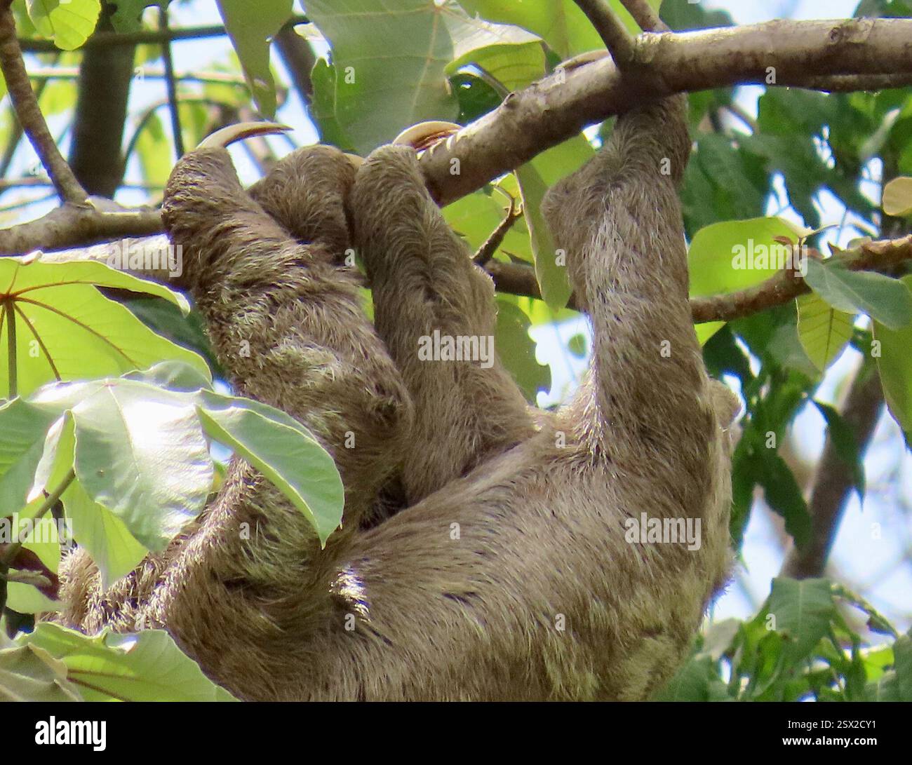 Brown-throated Three-toed Sloth (Bradypus variegatus), Mammalia, Darien ...