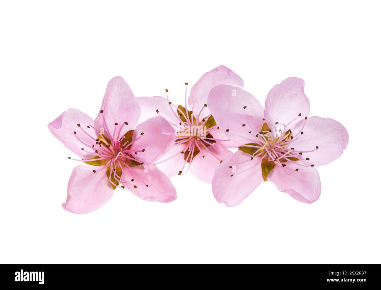 sakura flowers isolated on white background Stock Photo - Alamy